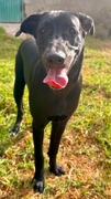 DUMBO Imagen 4